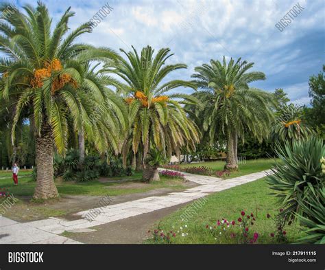 Tropical Palm Trees Image And Photo Free Trial Bigstock