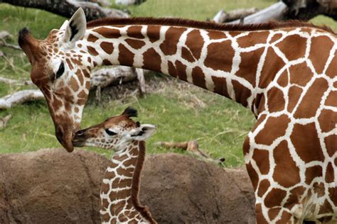 Giraffe Photos Giraffe Birth Live Animal Planet