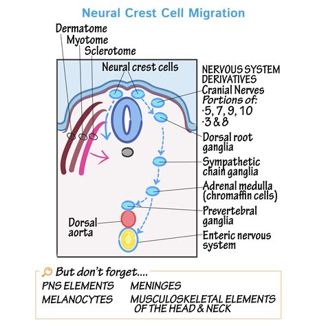 Embryology Glossary Neural Crest Cell Migration Ditki Medical