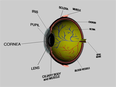 Human Eye Cross Section Eyeball D Model CGTrader