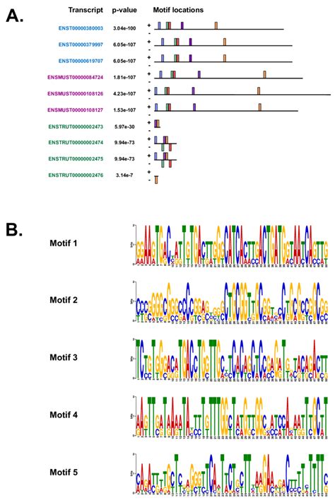 the motifs identified by the meme suite a the location of the top download scientific