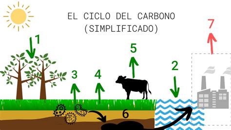 El Dibujo Del Ciclo Del Carbono 🌏 →con Referencias← Idonella