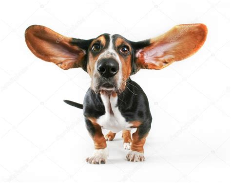 Basset Hound With Ears Flying — Stock Photo © Graphicphoto 62618935