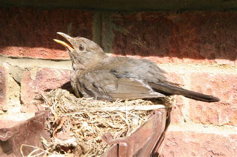 Birds are building nests under her porch. Prevent Pesky Birds From Nesting In Your Gutters! | Terry ...