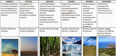 Tabla Comparativa De Los Biomas Terrestres Selva Desierto Images