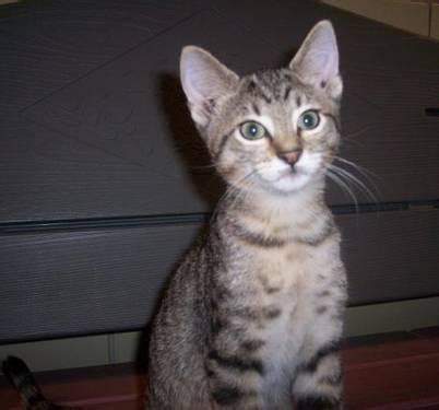 Striped animal cat names for a tabby. Tabby - Grey - Booker - Medium - Baby - Male - Cat for ...