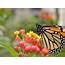 Attracting Butterflies To Your Garden  East Texas Gardening
