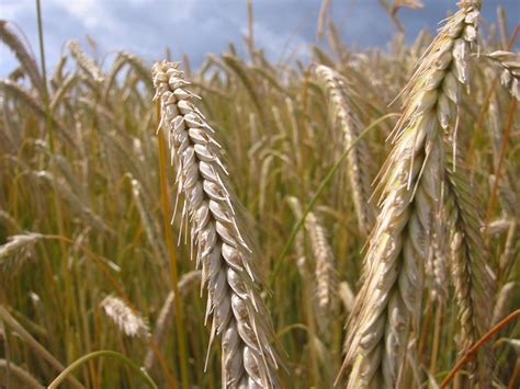 Grain Field Free Photo Download Freeimages