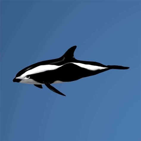 Max Hourglass Dolphin