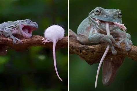 Stomach Churning Moment Greedy Frog Swallows Entire Mouse Whole The