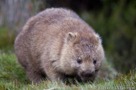 Wombat Animal Life In Australia