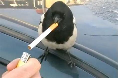 Angry Magpie Magpieangry Twitter
