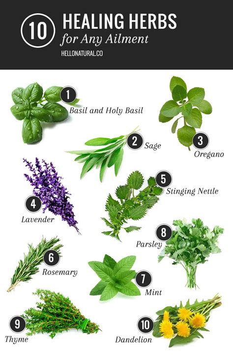 A List Of Herbs And Their Uses