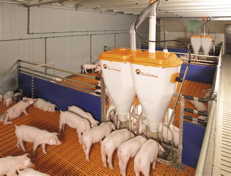 Automatic Feeders Pig Feeding Big Dutchman Usa