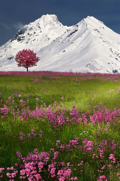 134 Best Alpine And Meadow Swiss Flowers Images On