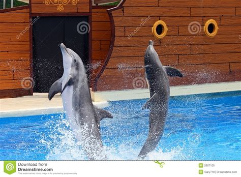 Dolphins Jumping Out Of Water Stock Image Image Of