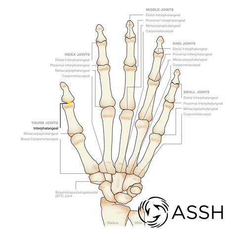 Body Anatomy Upper Extremity Joints The Hand Society