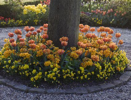 It provides the ideal level of level of acidity for your plants to absorb maximum soil nutrients it doesn't drift and when your soil is too acidity this condition stops your grass, plants, and trees from absorbing/taking in nutrients. Growing Grass (and Other Plants) Under Pine Trees