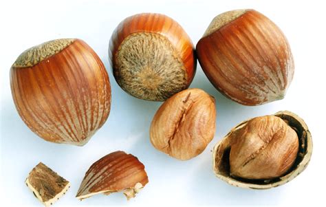 How To Identify Nuts And Seeds From 12 Familiar British Trees