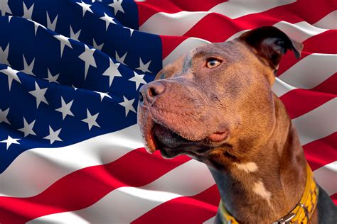 12 Authentic American Dog Breeds Made In America Pethelpful