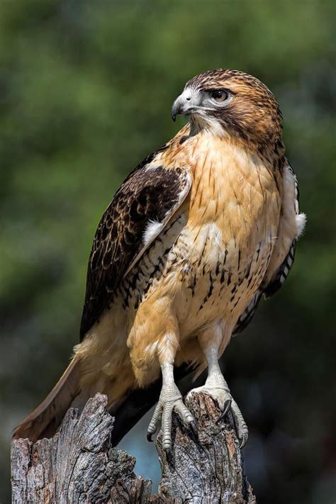 Red Tail Hawk Portrait By Dale Kincaid Red Tailed Hawk Pet Birds