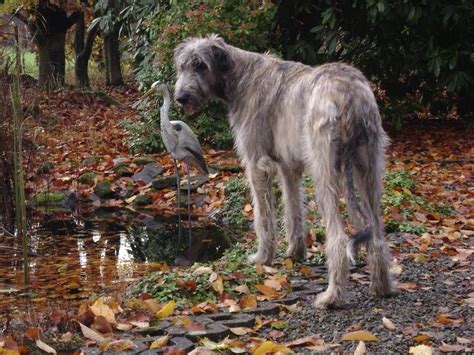 168 Best Images About Irish Wolfhound On Pinterest