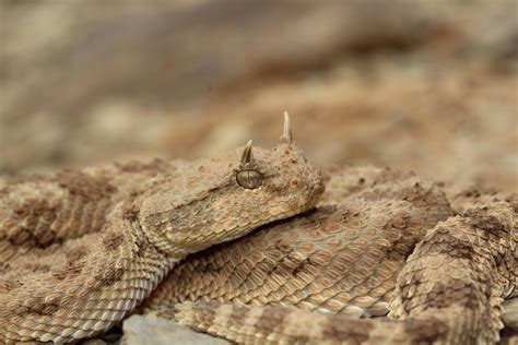 Here Is A Cerastes Cerastes Horned Viper Found In Southern Morroco In