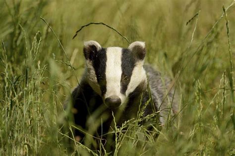 Badger Culling Zones To Be Extended In England