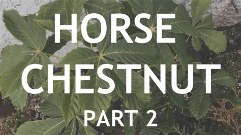 There are two weynon priory horses stabled at weynon priory. Horse Chestnut Bonsai. 2 - YouTube