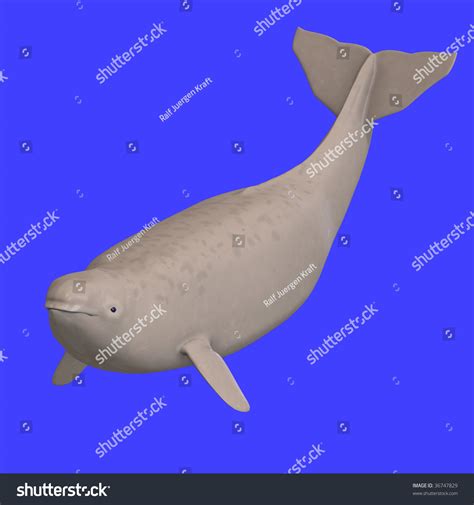Whitle Beluga Whale Calf 3d Rendering Stock Illustration 36747829
