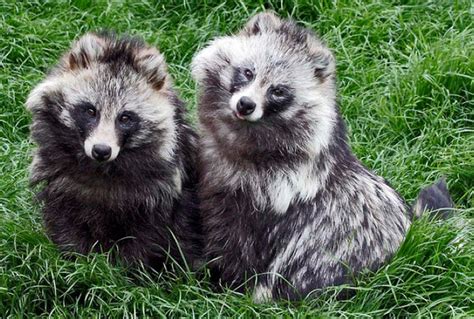 Top 166 Raccoon Dog Animal