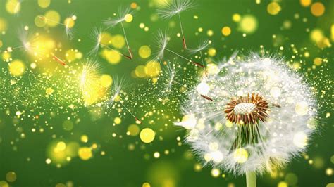 Dandelion Flower Fluff Macro With Blur Background Hd Nature Wallpapers