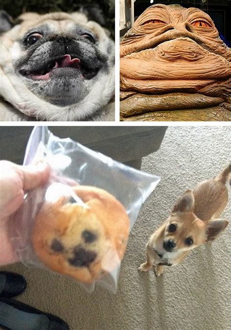 21 Dogs That Kind Of Look Like Other Things Sliceca