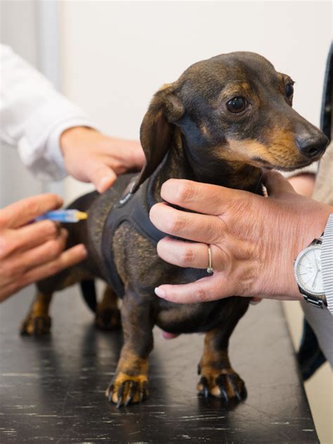 9 Safe And Effective Dachshund Dry Skin Remedies Sweet Dachshunds