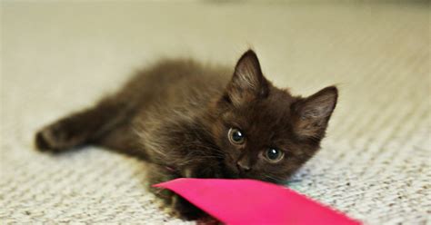 Newborn Kitten Photo Shoot Goes Viral Time