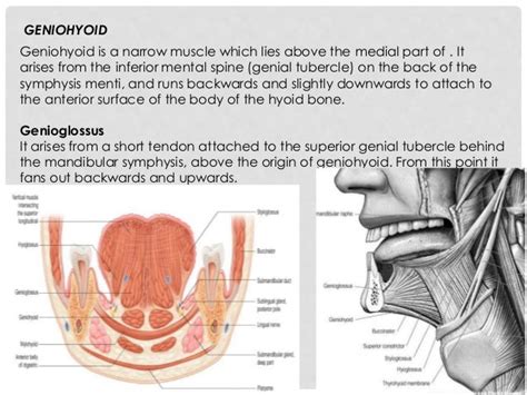 Oral cavity, pharynx