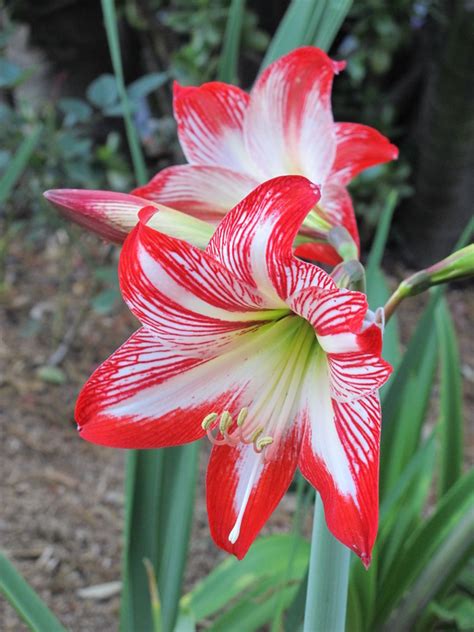 If for any reason you are unsatisfied with a product's performance within the first growing season, we encourage the customer to contact our customer service department. AMARYLLIS FROM SEED TO BLOOM - Gardening In LA