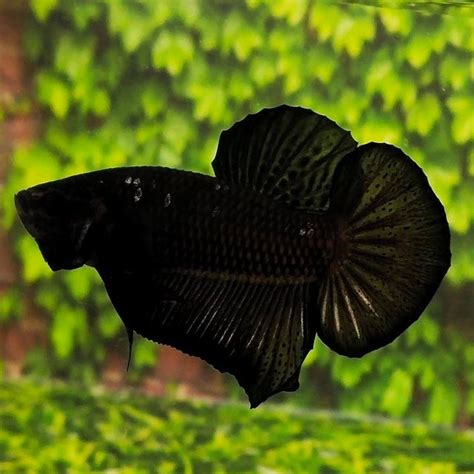 Find great deals on ebay for halfmoon plakat betta. Super Black Halfmoon Plakat Betta (PRE-ORDER)
