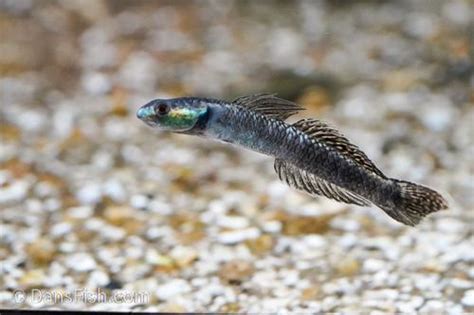 Palauan Goby Stiphodon Pelewensis Dans Fish