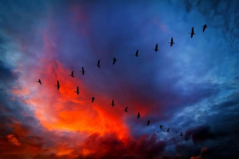 Geese Flying In V Formation 540572canadageesevformationsunset