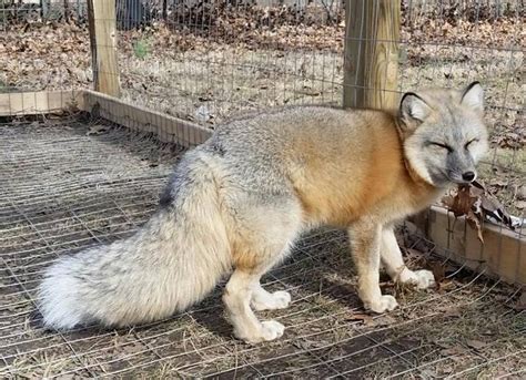 A Red Arctic Fox Hybrid Such A Cutie Rfoxes