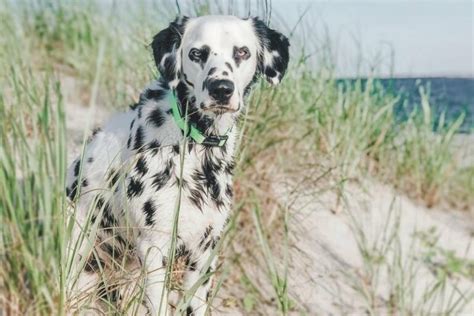 Long Haired Dalmatian Facts Price Pictures And Much More