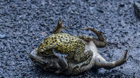 Frogs Sex Amphibians Free Photo On Pixabay Pixabay