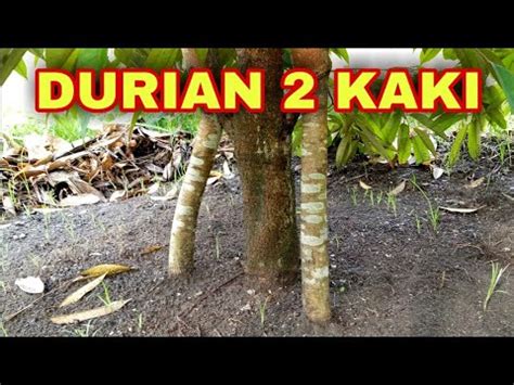 Teknik Sambung Kaki Ganda Pada Durian Youtube