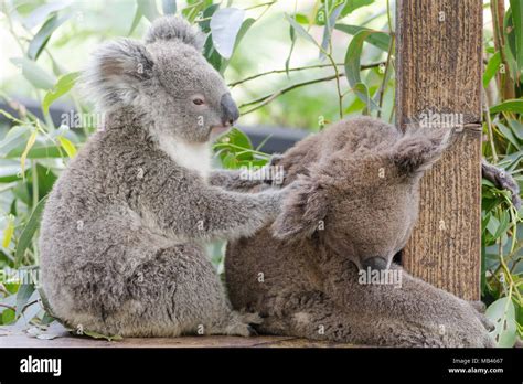 Cute Koalas Relaxing Stock Photo Alamy