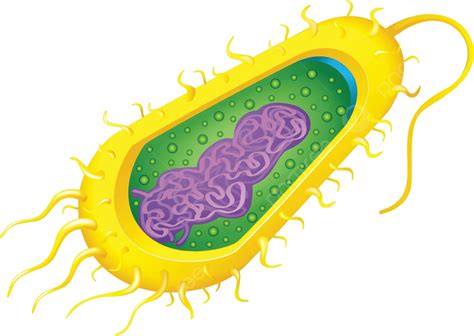 Bacteria Cell Cell Chromosome Pili Vector Cell Chromosome Pili Png