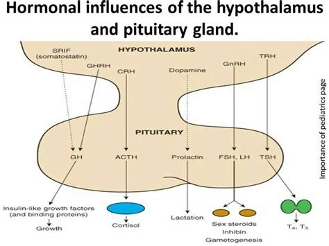 Pin By Anas Zein Alaabdin On Endocrinology Endocrine System