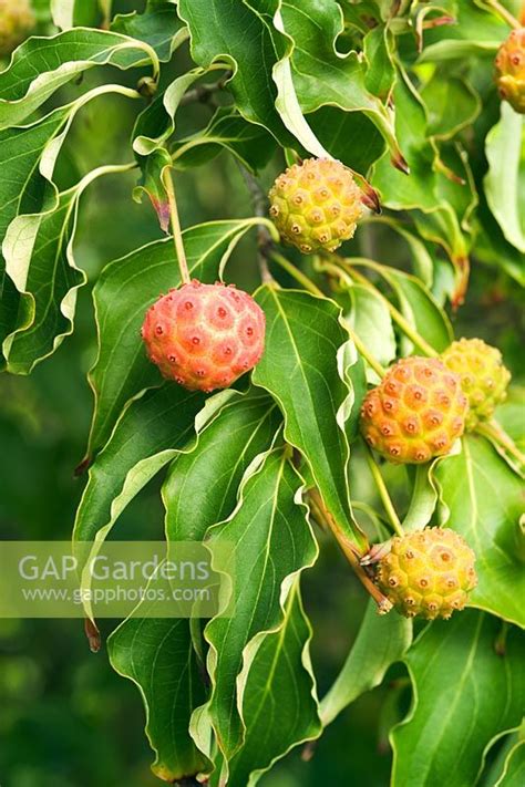 There are no asian monkeys to eat the fruit. GAP Gardens - Cornus kousa var chinensis - Chinese Dogwood ...