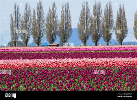 Usa Washington Mount Vernon Tulip Fields Bloom At The Annual Skagit