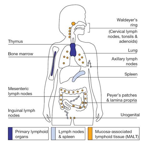 The Distribution Of Major Lymphoid Tissues Throughout The Body Tissue